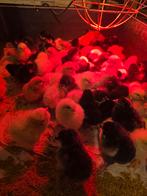 Marans kuikens, Dieren en Toebehoren, Pluimvee