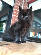 Main Coon zwarte katertjes!, Kater, Gechipt, 0 tot 2 jaar
