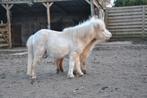 Amerikaans minipaard, champagne/créme, Dieren en Toebehoren, Met stamboom, 0 tot 2 jaar, Hengst, A pony (tot 1.17m)