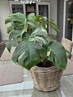 Monstera gatenplant
In rotan pot, Huis en Inrichting, Kamerplanten, Ophalen