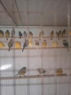 Kanaries mans  alle kleuren 15euro stuk goede zangers