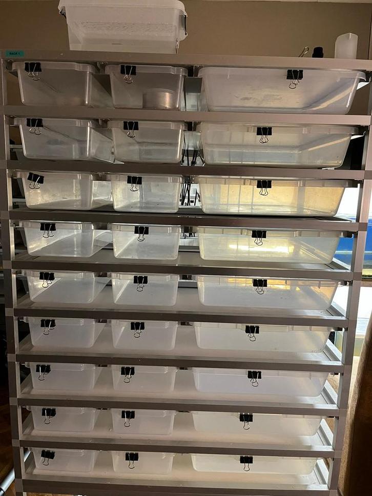 ball pythons + racks en broedkast, Animaux & Accessoires, Reptiles & Amphibiens | Accessoires, Enlèvement