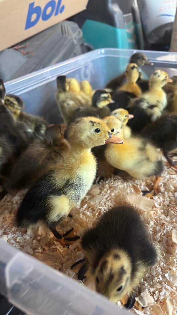 Indische loopeenden kuiken, Dieren en Toebehoren, Pluimvee, Geslacht onbekend