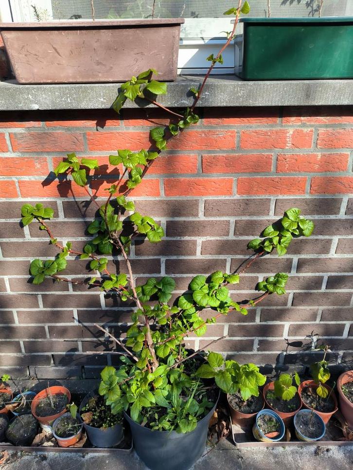 Klimhortensia, Tuin en Terras, Planten | Bomen, Zomer, Ophalen