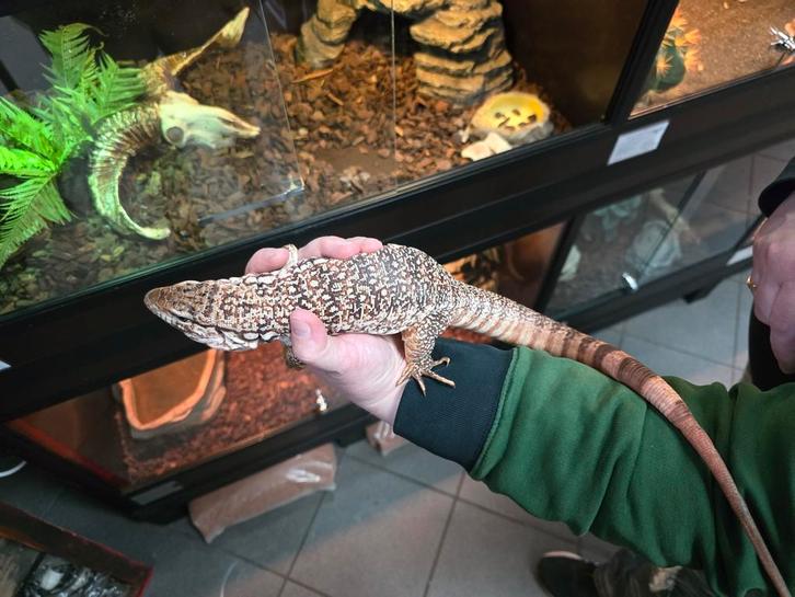 Jonge rode teju nakweek 2025, Dieren en Toebehoren, Reptielen en Amfibieën, Amfibie