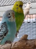 Grasparkieten 2025, Dieren en Toebehoren, Vogels | Parkieten en Papegaaien, Meerdere dieren, Parkiet