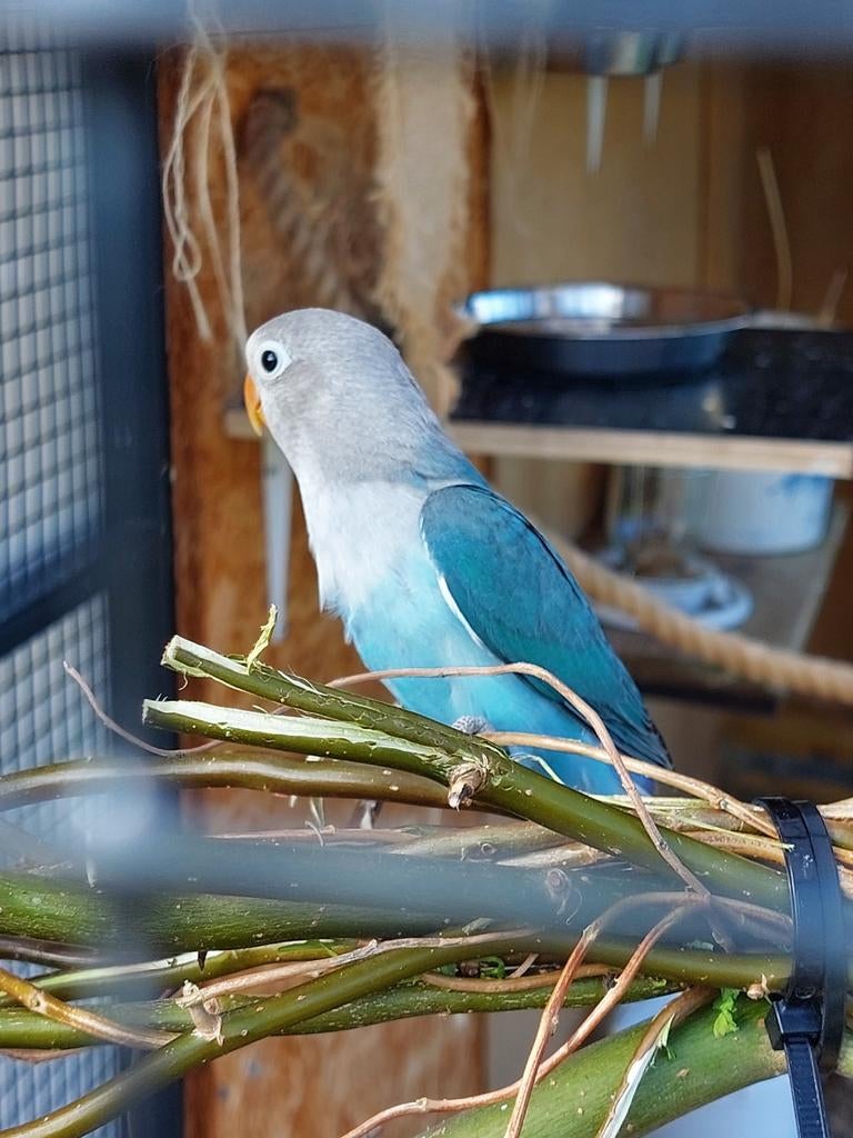 Agapornis fischerie te koop