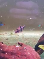 3 verschillende vissen te koop of te ruil, Dieren en Toebehoren