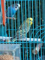 Perruches ondulée mâles ( le vert ) avec cage complète, Animaux & Accessoires, Enlèvement