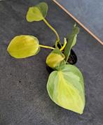 Philodendron brasil nr 7, Huis en Inrichting, Kamerplanten, Ophalen