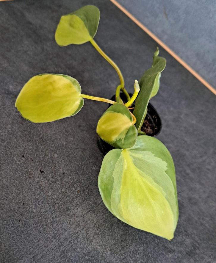 Philodendron brasil nr 7, Maison & Meubles, Plantes d'intérieur, Enlèvement