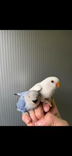 Dwergpapegaai vogels om perfect om handtam te maken, Geslacht onbekend, Dwergpapegaai of Agapornis, Geringd