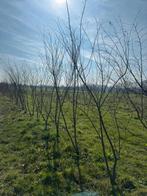 Zelkova serrata 200-250, Tuin en Terras, Planten | Bomen, Ophalen, Overige soorten, 100 tot 250 cm