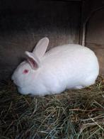 2 mooie moeren, Dieren en Toebehoren