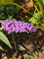 Vlinderstruiken, Tuin en Terras, Ophalen, Struik
