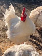 Witte mechelse koekoek haan, Mannelijk, Kip