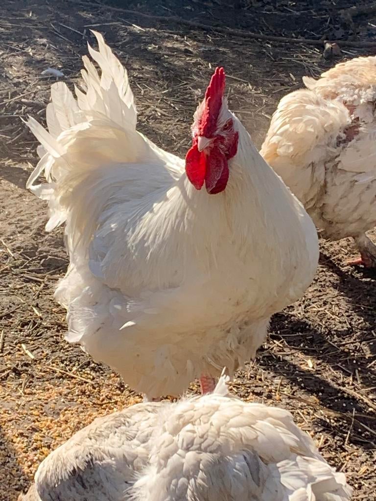 Witte mechelse koekoek haan, Animaux & Accessoires, Volatiles, Poule ou poulet, Mâle