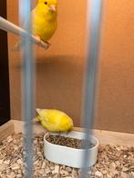 Te koop twee mooie gele kanaries mannen van 2025 zonder ring, Dieren en Toebehoren, Vogels | Kanaries, Mannelijk, Kleurkanarie