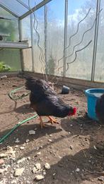 Barnevelder haantjes