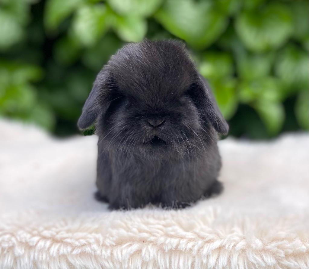 Prachtige rasechte minilop konijntjes, Femelle, Nain, Oreilles tombantes, 0 à 2 ans