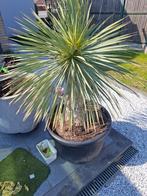 Yucca Rostrata stamhoogte 55 cm, Ophalen, Vaste plant, Overige soorten