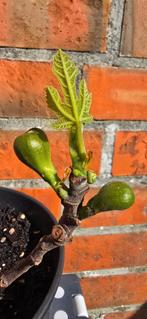 Figuier 'BROWN TURKEY' figuier Ficus Carica 1v4, Jardin & Terrasse, Figuier, En pot, Plein soleil, Enlèvement