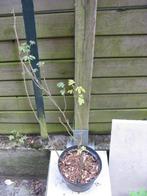 Rosier mousseux pourpre, Jardin & Terrasse, Autres espèces, Plein soleil, Été, Enlèvement