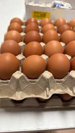 Bruine eiren, Dieren en Toebehoren, Pluimvee, Geslacht onbekend, Kip