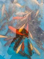 Poissons rouges et 3 carpes koï, Poisson(s) rouge(s)