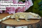 1.0 Bewezen Yellow Harlequin wimpergekko man, Dieren en Toebehoren, Reptielen en Amfibieën, Hagedis, Tam, 3 tot 6 jaar