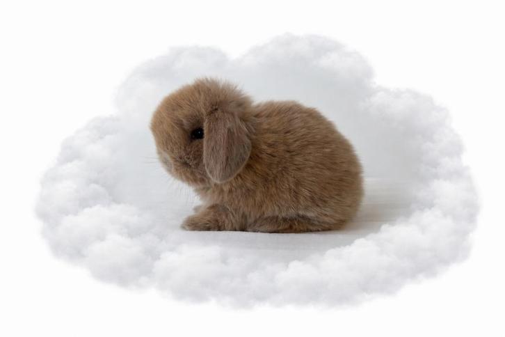 Minilop kleintjes te reserveren, Animaux & Accessoires, Lapins, Nain, Plusieurs animaux, 0 à 2 ans, Oreilles tombantes