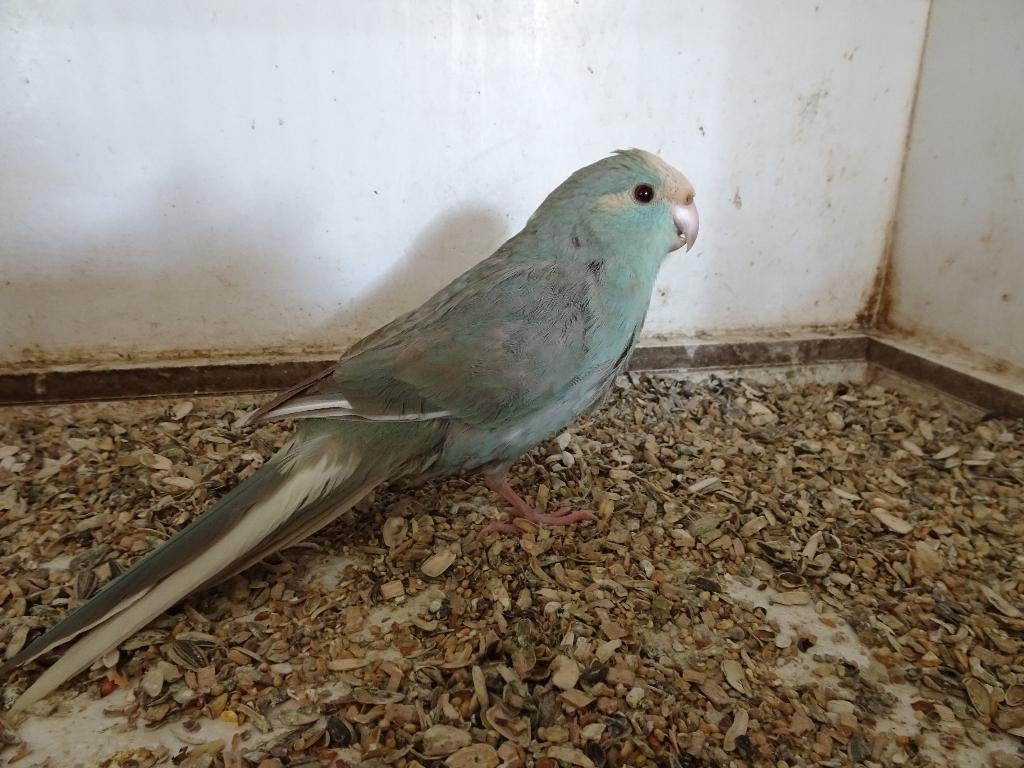 kakariki, Plusieurs animaux, Perruche