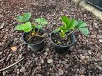 fraisiers/fraises, Jardin & Terrasse, Enlèvement ou Envoi, Plein soleil, Été, Plantes fruitières