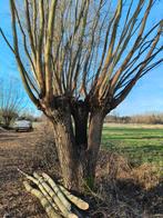 Knotwilgen, Tuin en Terras, Ophalen