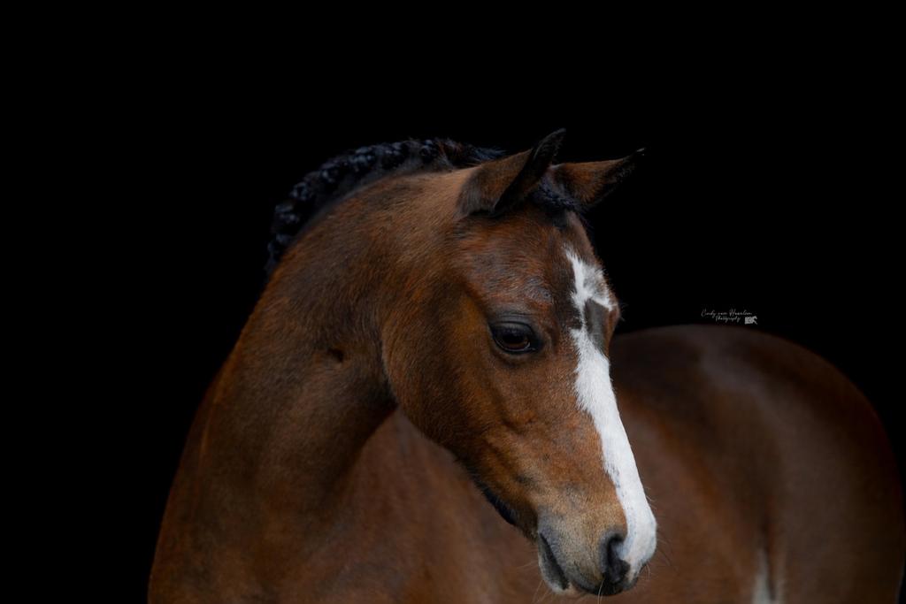 Welsh A Schoolmaster, Dieren en Toebehoren, Pony's, Merrie, Met stamboom, M, B pony (1.17m tot 1.27m)