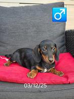 mooie korthaar teckel pups, België, 15 weken tot 1 jaar, Reu, Korthaar