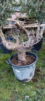 Raisin, raisins rouges., Enlèvement