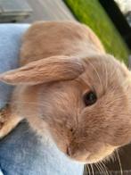 Nederlands hangoor dwergkonijntje, Dieren en Toebehoren, Konijnen, Mannelijk, Dwerg, Hangoor