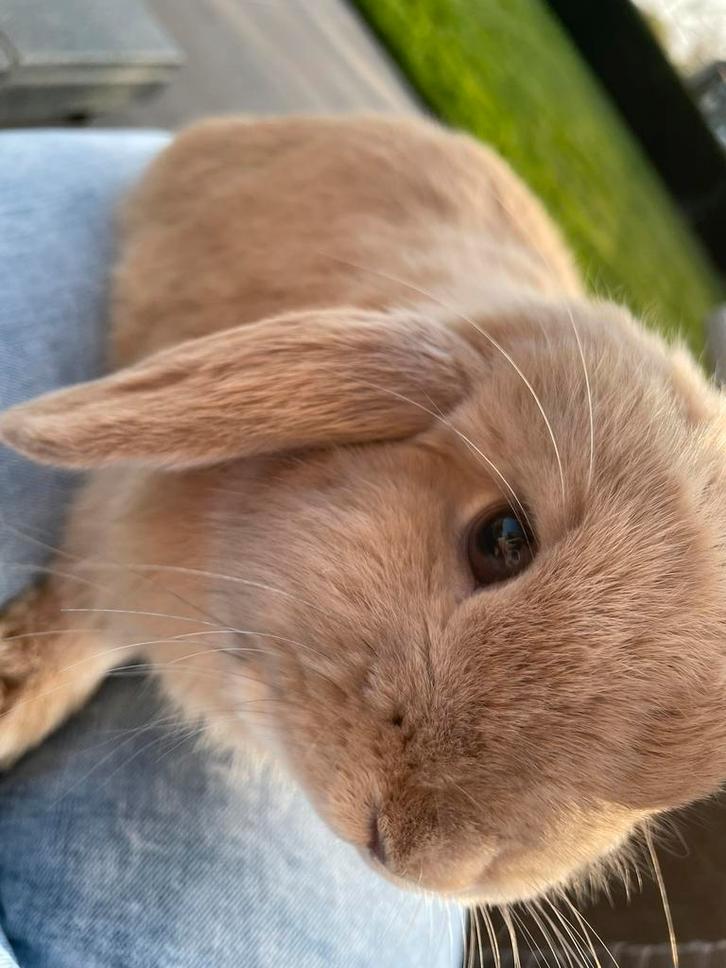 Nederlands hangoor dwergkonijntje, Dieren en Toebehoren, Konijnen, Dwerg, Mannelijk, Hangoor