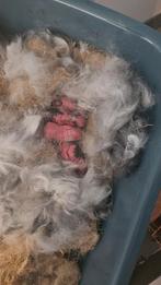 Prachtige NHD (Nederlandse Hangoor Dwerg) babykonijntjes