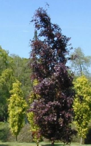 gezocht: paarse populier, Ophalen, Zuilboom