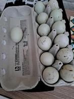 Broedeieren Indische loopeenden, Dieren en Toebehoren, Pluimvee