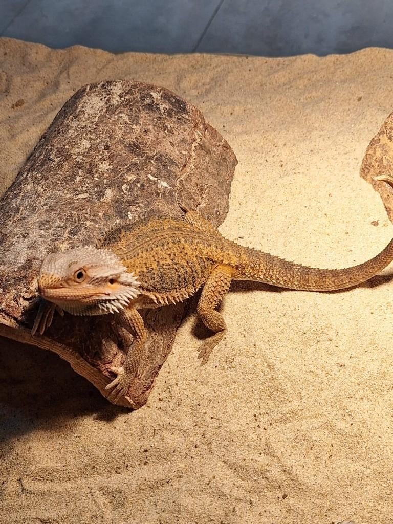 50% red monster  100% het witblitz man, Dieren en Toebehoren, Reptielen en Amfibieën, Hagedis, 0 tot 2 jaar