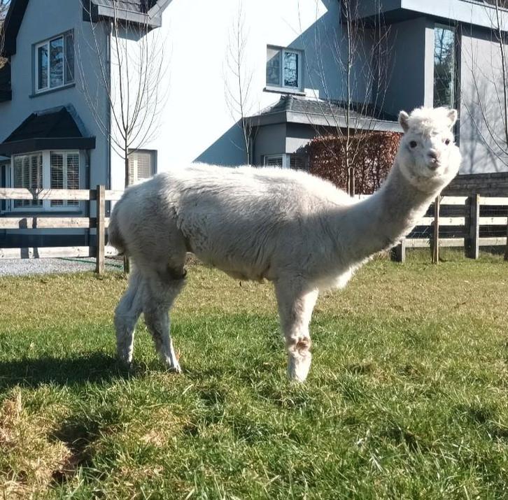 2 alpacamerries te koop, Animaux & Accessoires, Animaux Autre, Femelle, Janvier