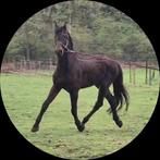 Pour couvrir Chateau de Brion (Cassini x Cor de la Bruyere)