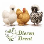 Ruime keuze sierkippen