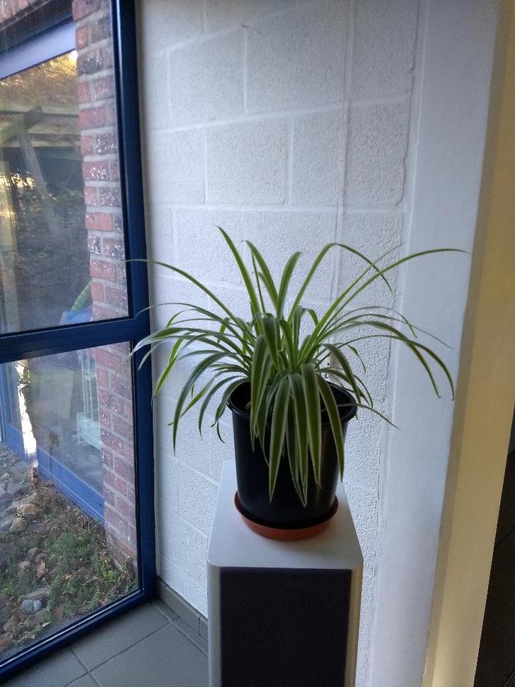 Graslelie-Chlorophytum (kamerplant), Huis en Inrichting, Kamerplanten, In pot, Ophalen