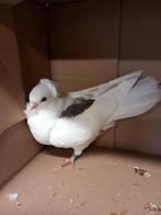 Oud-Duitse meeuw bont split wit, Femelle, Autres espèces