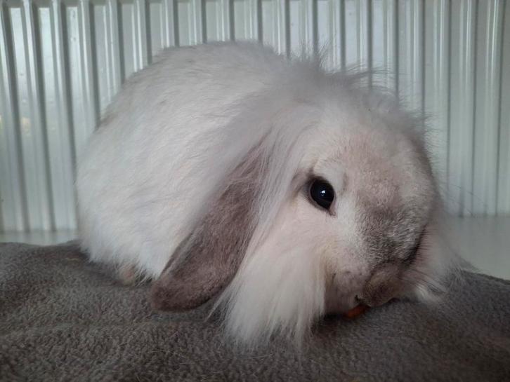 Lieve konijnen zoeken nieuw huisje, Dieren en Toebehoren, Konijnen, Klein, Vrouwelijk, 0 tot 2 jaar, Hangoor