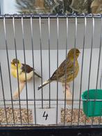 Kanaries ( Gereserveerd voor Sven t/m zaterdag), Dieren en Toebehoren